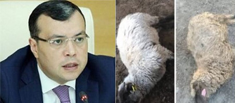 Sahil Babayevə NÖVBƏTİ FAKT: 21 baş xəstə heyvan TƏLƏF OLDU - FOTO