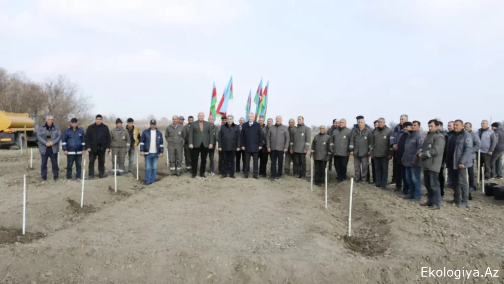 Salyanda meşə fondu  4750 tinğ əkildi - FOTO