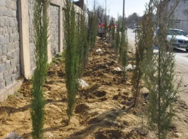 ABŞERONDA QANUNSUZ KƏSİLƏN AĞACLARIN YERİNƏ YENİ TİNGLƏR ƏKİLİB - FOTO