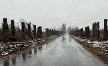 Zaqatalada qanunsuz AĞAC BUDAMASI - Akif Məmmədov SAXTA RƏY VERİB