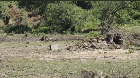 Oğuzda EKOLOJİ TERROR: Xalxal meşələri MƏHV EDİLİR, nazirlik SUSUR - VİDEO