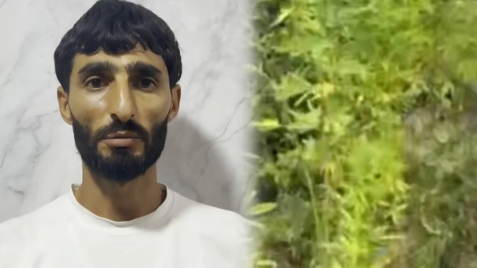 Saatlıda narkotik tərkibli bitkilərin gizli yetişdirildiyi tunel AŞKARLANDI - VİDEO