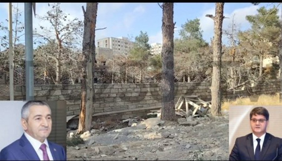 Bakıxanovda "MÖCÜZƏVİ EPİDEMİYA"- Eyni anda QURUYAN AĞACLAR və DAŞ BAZARLAR - VİDEO
